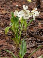 White Swamp Lilly Flower photo