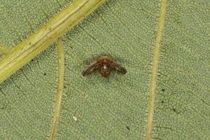 Adult Moth Fly photo