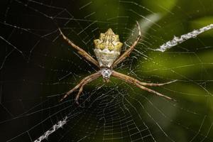 Orbweaver de jardín plateado hembra adulta foto