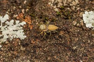 pequeña araña saltadora foto