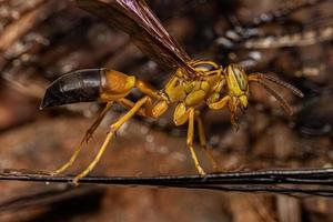 Adult Gregarious Paper Wasp photo