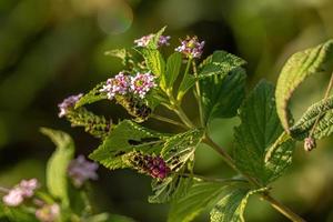 planta de lantana ternada foto