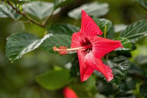 flor de hibisco rojo foto