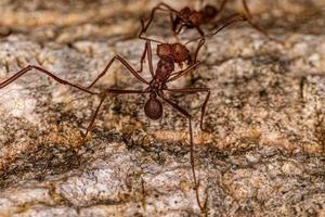 hormiga cortadora de hojas adulta foto