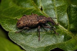 Adult True Weevil photo