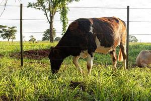 vaca oscura adulta foto