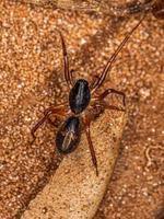 Small Ant mimic Sac Spider photo