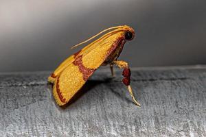 Polilla piralida adulta de patas escamosas foto