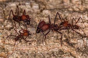 hormiga cortadora de hojas adulta foto