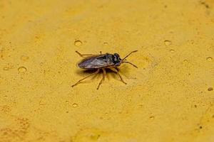 Adult Big-eyed Bug photo