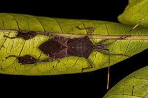 Adult Leaf footed Bug photo