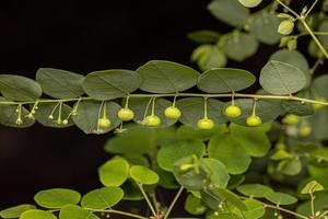 pequeña planta eólica foto