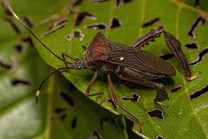 Adult Leaf-footed Bug photo