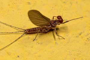 Adult Male Prong-gilled Mayfly photo