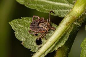 Female Adult Cayenne Tick photo