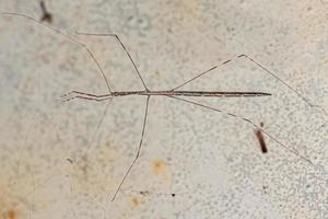 pequeño insecto de patas de hilo foto