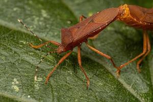 Adult Squash Bugs photo