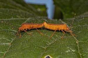 Adult Squash Bugs photo