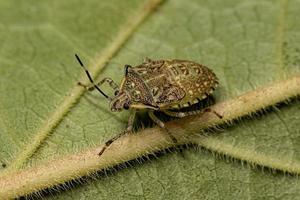 Stink bug Nymph photo