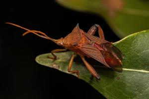 Adult Leaf-footed Bug photo