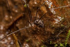 Small Male Cellar Spider photo