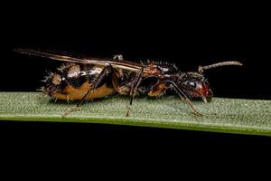 hembra adulta hormiga reina carpintero de seis manchas