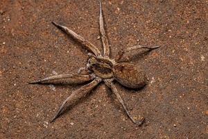 Adult Female Wolf Spider photo