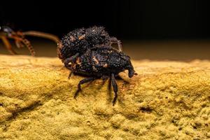 Adult True Weevils photo
