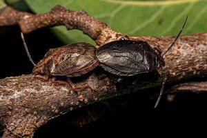 Adult Stink bugs photo