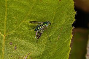 Adult Long-legged Fly photo