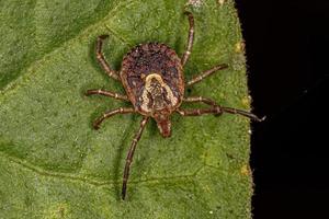 garrapata de cayena adulta hembra foto