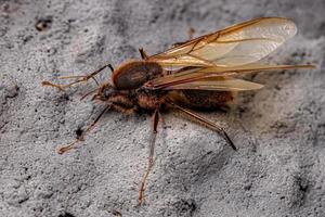 Adult Male Winged Atta Leaf-cutter Ant photo