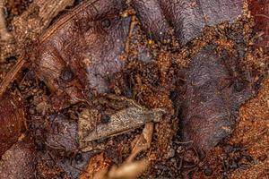 Adult Acromyrmex Leaf-cutter Ant photo