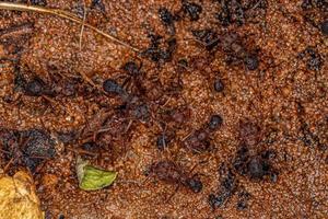 Adult Acromyrmex Leaf-cutter Ant photo