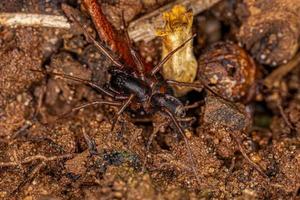 Male Adult Ant mimic Sac Spider photo