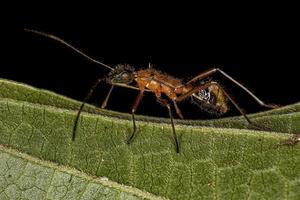 Broad-headed Bug Nymph photo