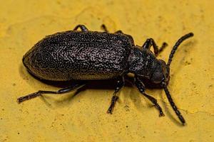 Adult Long-jointed Beetle photo