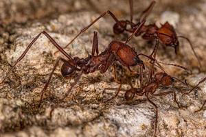 hormiga cortadora de hojas adulta foto