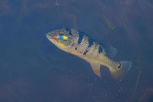 Peacock Bass Fish photo