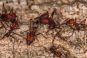 Adult Atta Leaf-cutter Ant photo