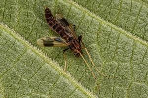 Adult Non-biting Midge photo