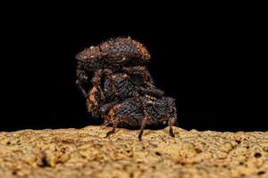 Adult True Weevils photo