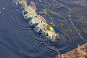 Peacock Bass Fish photo