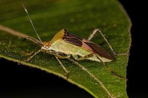 Adult Leaf-footed Bug photo