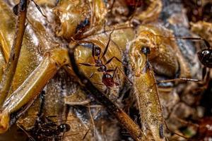 Adult Female Big-headed Ants photo