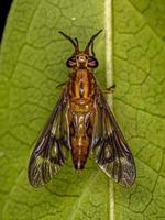 Adult Horse Fly photo