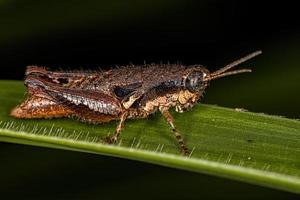 saltamontes pequeño de cuernos cortos foto