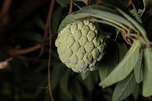 Sweetsop Green Fruit photo