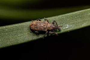 Adult True Weevil photo