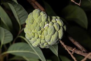 Sweetsop Green Fruit photo